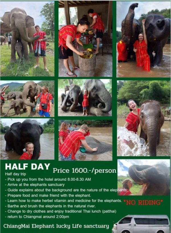 Chiang Mai Elephant lucky life sanctuary (Half day)